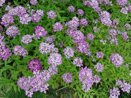 Skærmsløjfeblomst