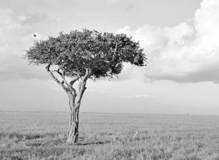 safari savanne b/w træ geopard