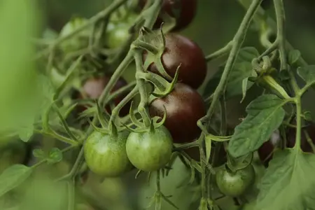 cherrytomat, Black cherry