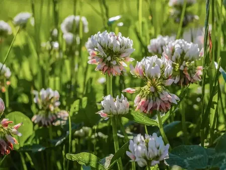 Frø til Hvidkløver