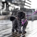 Dog Copenhagen Comfort Walk Go Sele PURPLE PASSION
