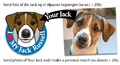 Your My Jack Russell bumper sticker blue male