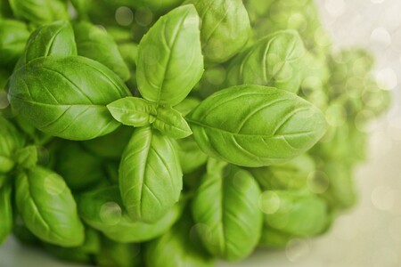 Genovese basilikum frø