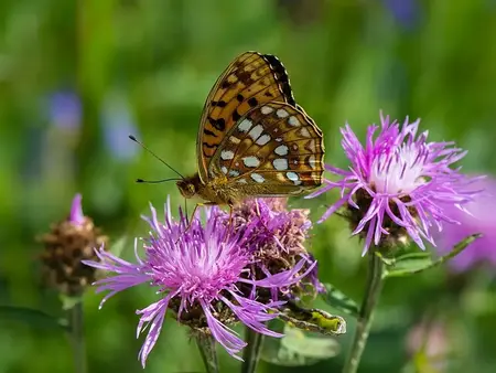Vilde blomster til natureng - biodiversitet