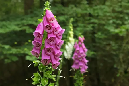 Frø til Digitalis, Fingerbøl