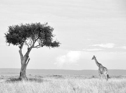 giraf savanne træ kenya