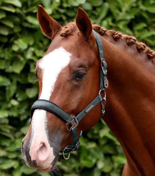 Premier Equine Duca grime & træktov - Grøn, Pony