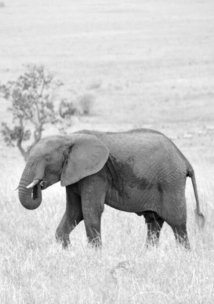 kenya masai mara elefant