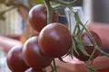 Tomater til friland eller drivhus