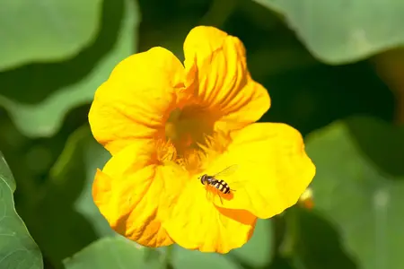 Blomsterkarse frø
