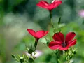 Rød hør flerårig blomst