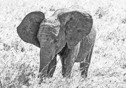 fotomester elefant tanzania