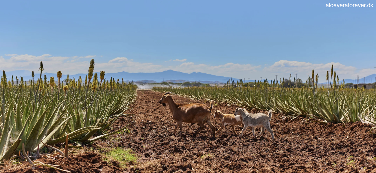 Geder på Forever Livings Aloe vera marker i Den Dominikanske Republik