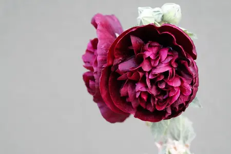 Frø til stokrosen Summer Carnival