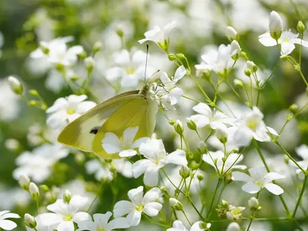 Brudeslør insektvenlig