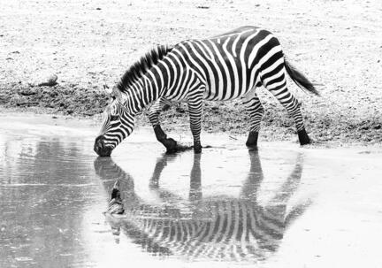 fotomester.dk plakat zebra s/h b/w