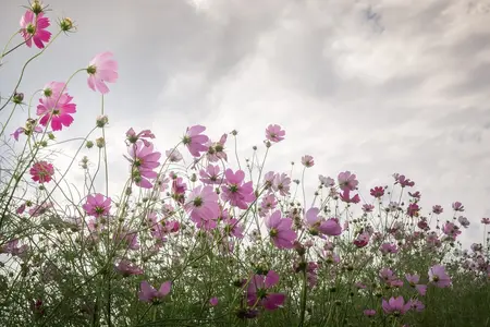 Cosmos frø - Stolte kavaler