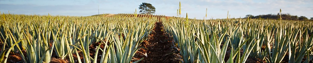 Aloe vera mark med tusindvis af Aloevera planter