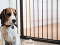 Dogspace Lassie Pressure fitted pet gate - sort