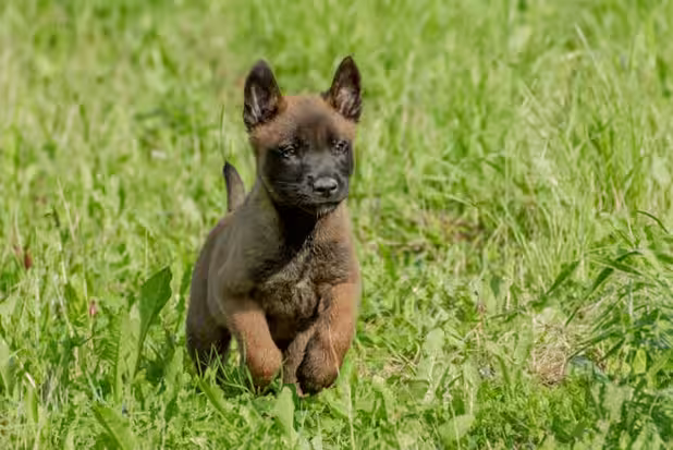 Hvad skal min hvalp hedde: Hvalp i løb | Måske den allerede lystre sit navn?