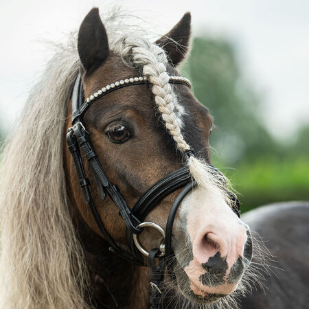 HKM Shetty trense "Diamond" til shetlandspony