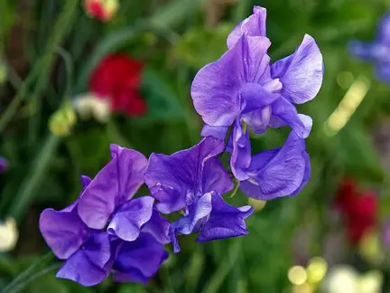 Ærteblomst frø, Lathyrus