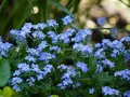 Frøkasse med spiselige blomster - Forglemmigej