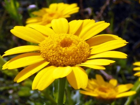 Gul Okseøje lang blomstringsperiode