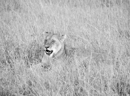 løve savanne kenya masai mara