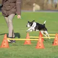 Hund springer over Trixie forhindringssæt med orange kegler og gule stænger