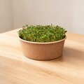 Alfalfa-mikrogrønt dyrket i bøtte ved et lyst vindue