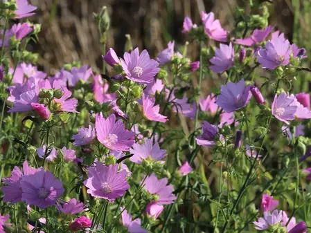 Moskus-katost spiselig