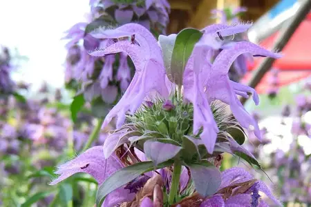 Frø Citronhestemynte