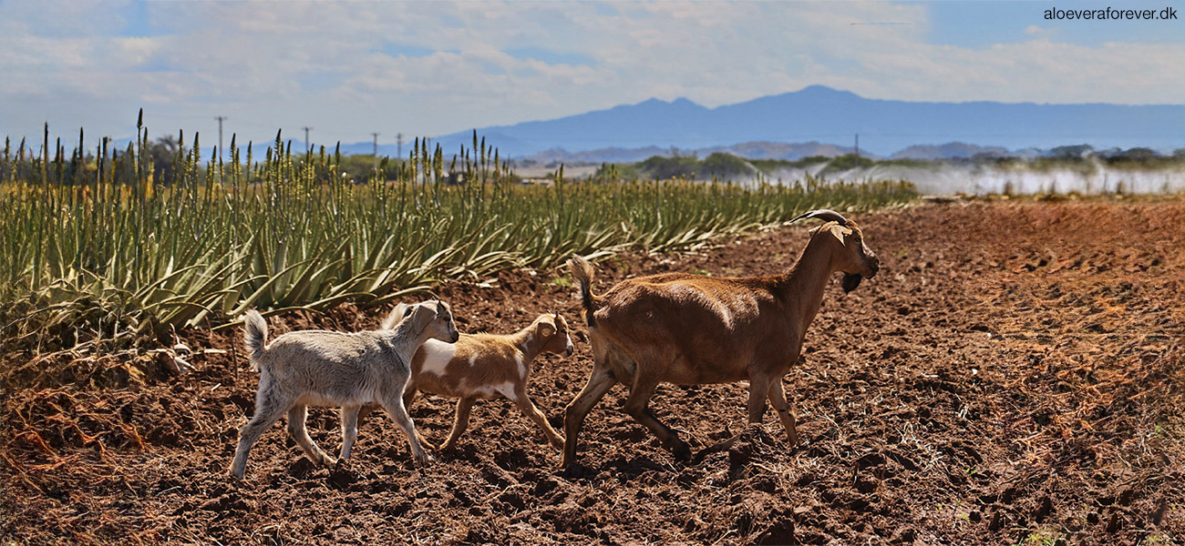 Geder på Aloe vera mark - Forever Living økologiske marker